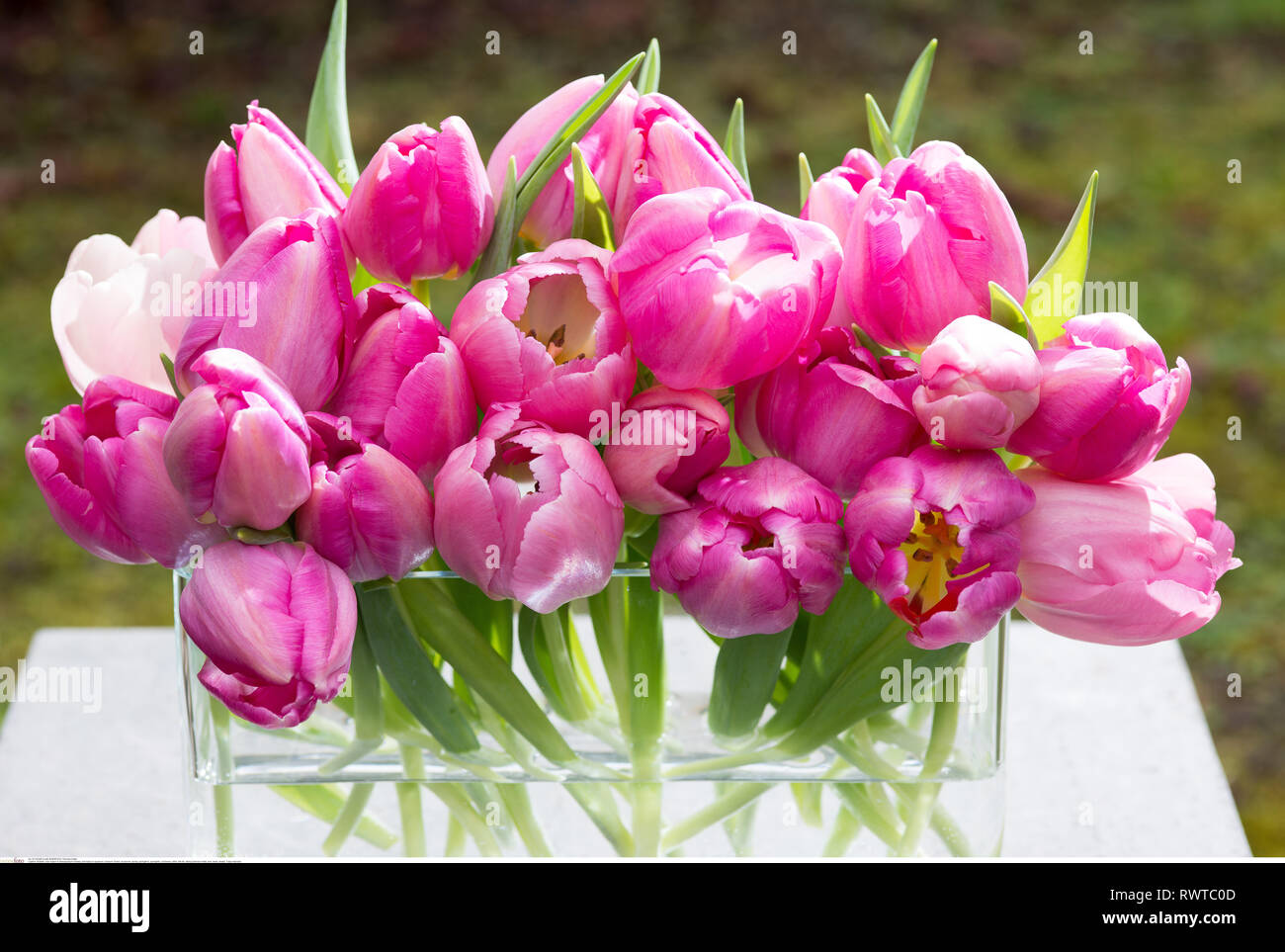 La botanica, rosa tulipani in acquario, attenzione! Per Greetingcard-Use / Postcard-Use nei Paesi di lingua tedesca talune restrizioni possono applicare Foto Stock