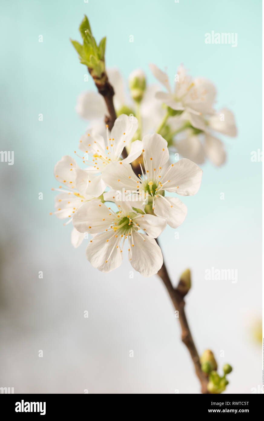 La botanica, bianco di fiori di ciliegio, attenzione! Per Greetingcard-Use / Postcard-Use nei Paesi di lingua tedesca talune restrizioni possono applicare Foto Stock