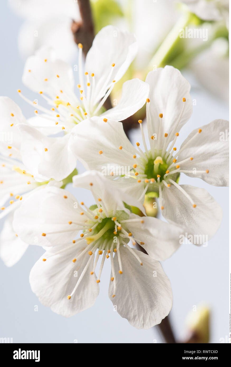 La botanica, bianco di fiori di ciliegio, attenzione! Per Greetingcard-Use / Postcard-Use nei Paesi di lingua tedesca talune restrizioni possono applicare Foto Stock