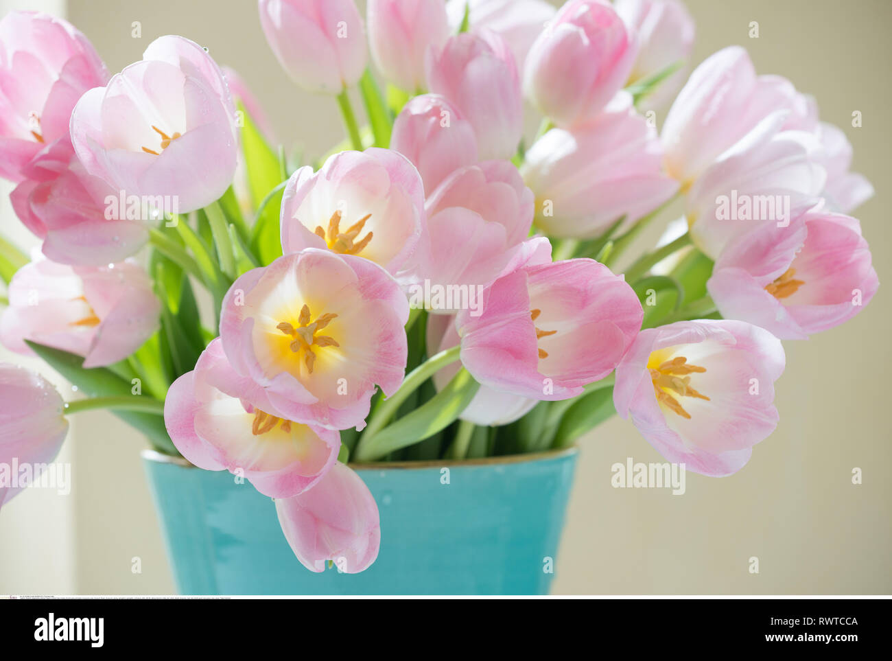 La botanica, fiorire rosa pallido tulipani in turquoi, attenzione! Per Greetingcard-Use / Postcard-Use nei Paesi di lingua tedesca talune restrizioni possono applicare Foto Stock
