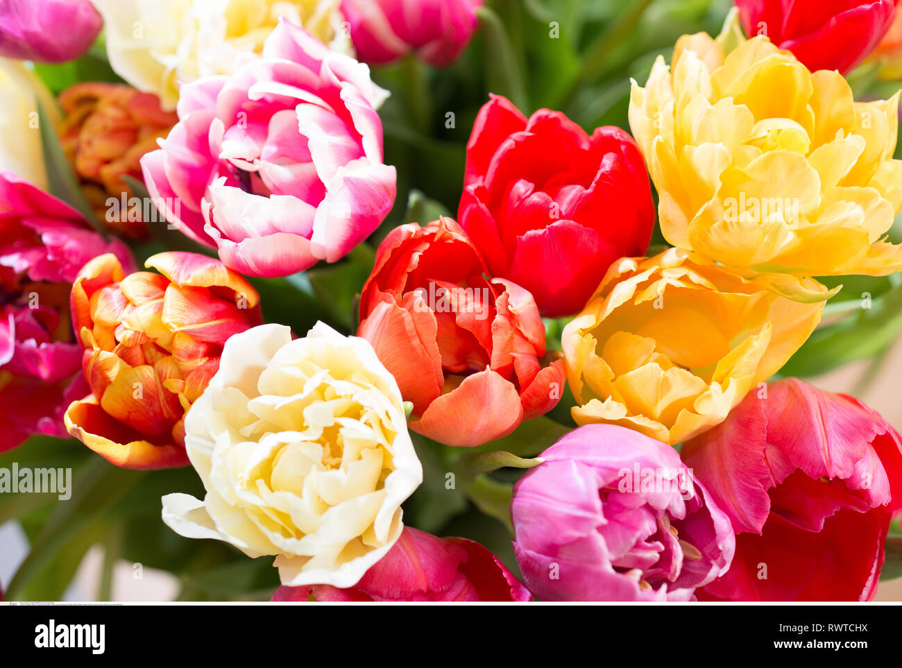 La botanica, multicolore bouquet di tulipani, attenzione! Per Greetingcard-Use / Postcard-Use nei Paesi di lingua tedesca talune restrizioni possono applicare Foto Stock