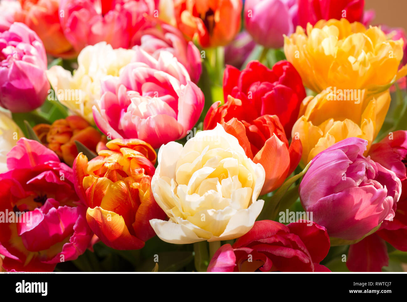 La botanica, multicolore bouquet di tulipani, attenzione! Per Greetingcard-Use / Postcard-Use nei Paesi di lingua tedesca talune restrizioni possono applicare Foto Stock
