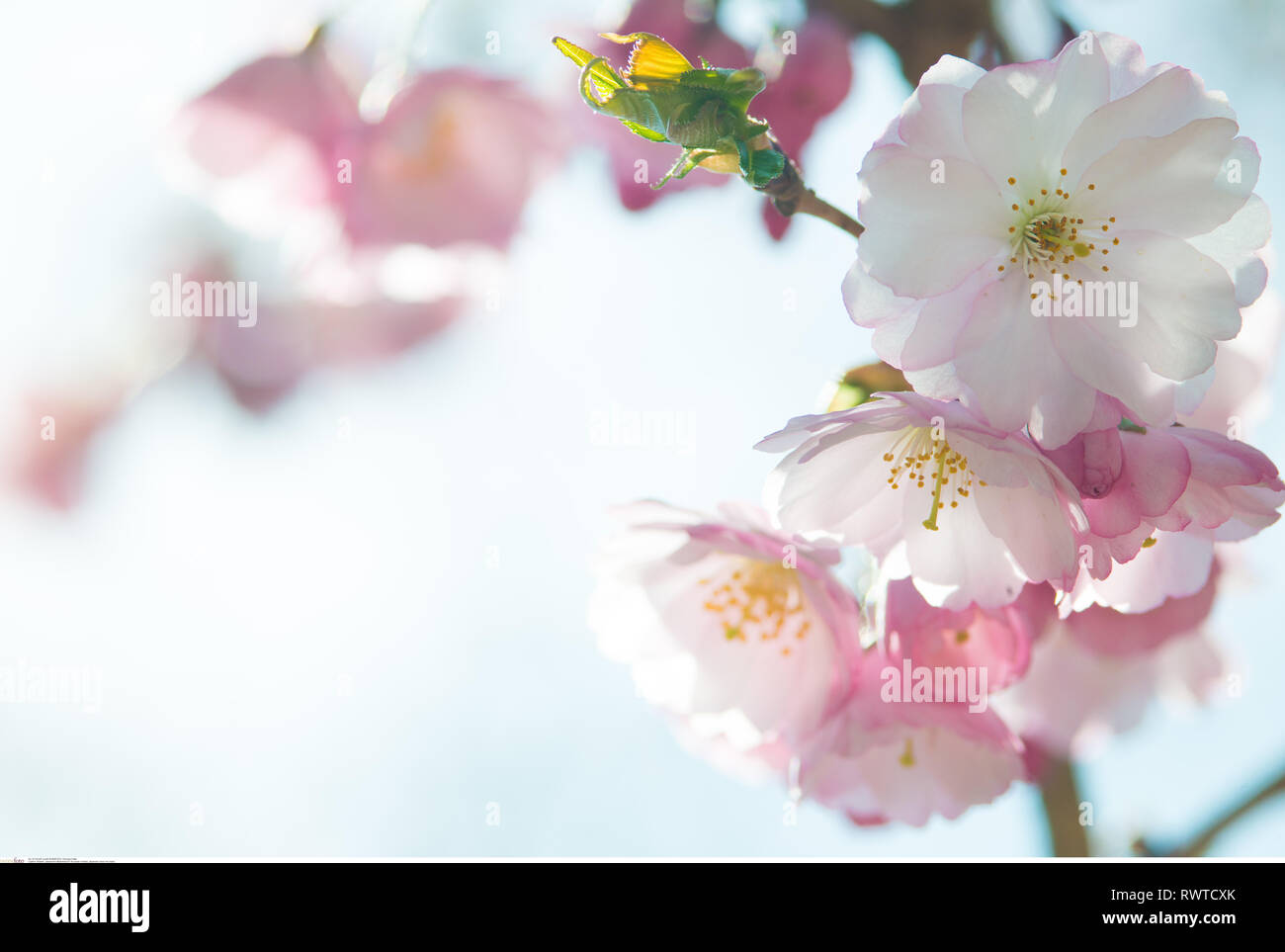 La botanica, ciliegia giapponese 'Riconoscimento', attenzione! Per Greetingcard-Use / Postcard-Use nei Paesi di lingua tedesca talune restrizioni possono applicare Foto Stock