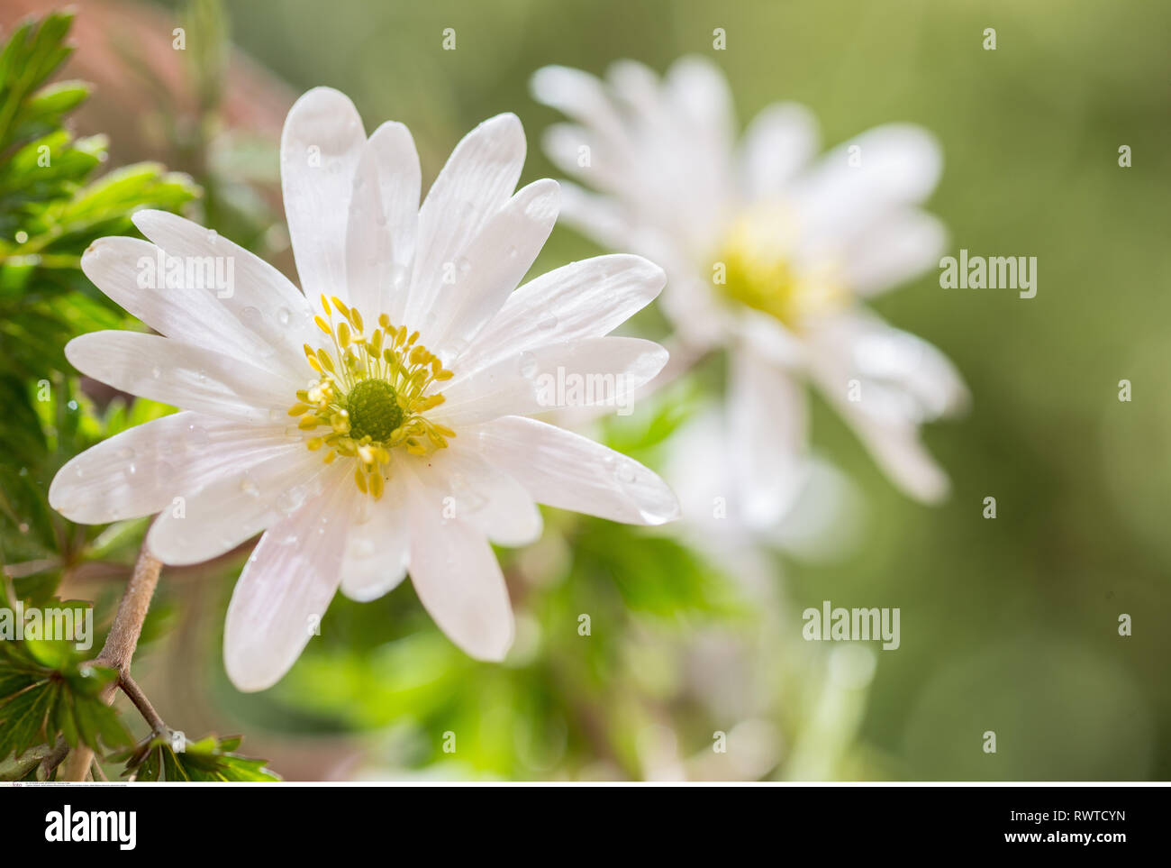 La botanica, bianco dei Balcani (anemone blanda anemone), ATTENZIONE!Per Greetingcard-Use/Postcard-Use nei Paesi di lingua tedesca talune restrizioni possono applicare Foto Stock