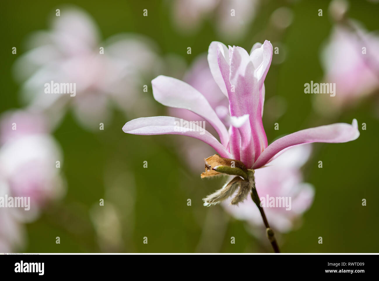 La botanica, fiori di magnolia ordina ' Messel', Attenzione!Per Greetingcard-Use/Postcard-Use nei Paesi di lingua tedesca talune restrizioni possono applicare Foto Stock