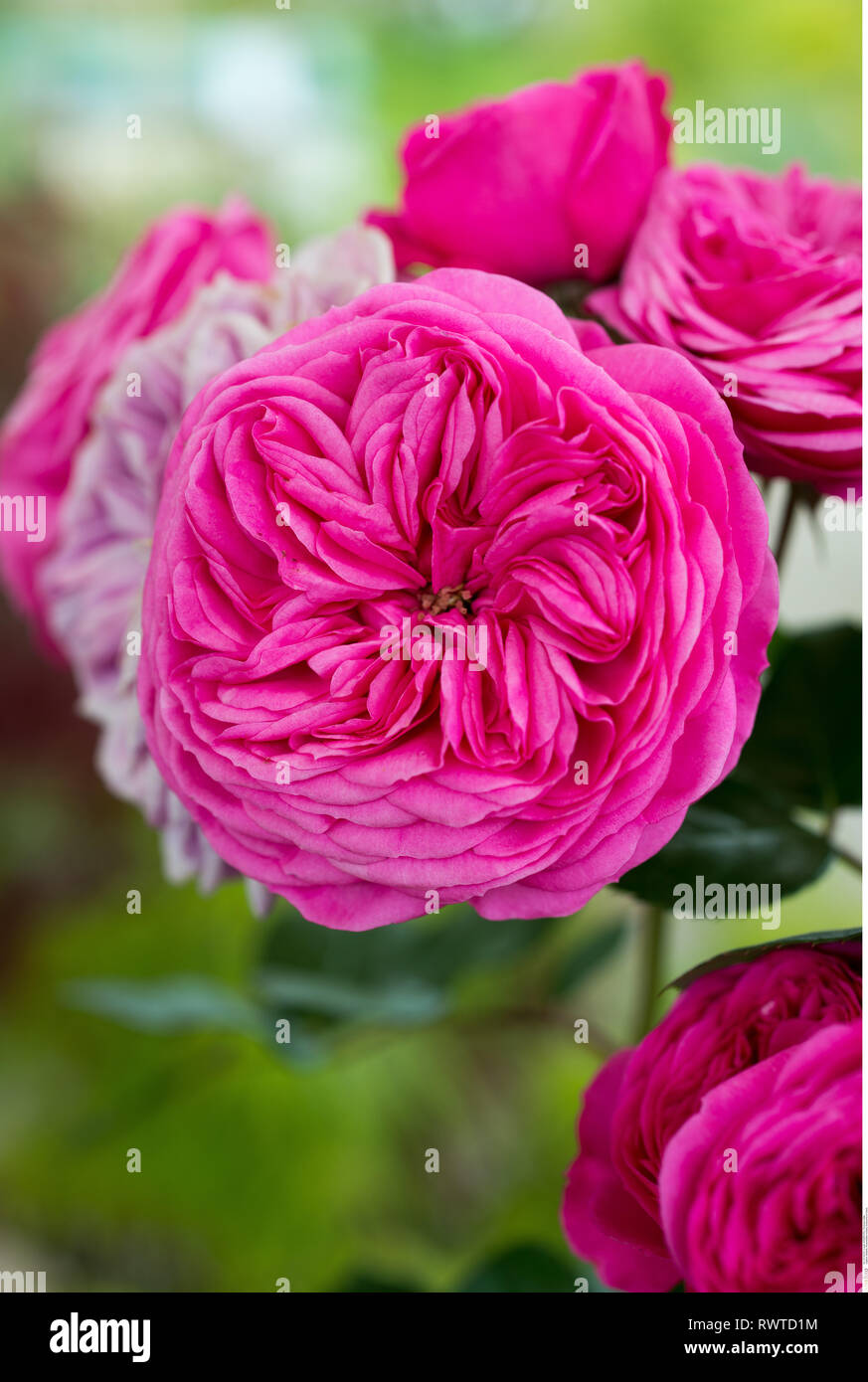 La botanica, la fioritura delle rose, attenzione! Per Greetingcard-Use / Postcard-Use nei Paesi di lingua tedesca talune restrizioni possono applicare Foto Stock