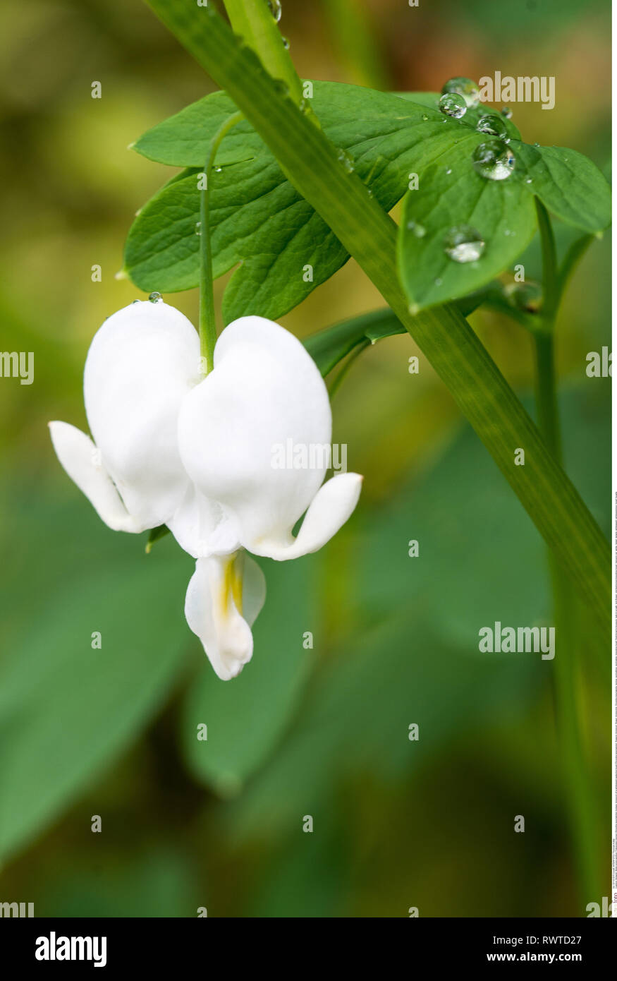 La botanica, fiore di una dissimulazione sentire di irrigazione, attenzione! Per Greetingcard-Use / Postcard-Use nei Paesi di lingua tedesca talune restrizioni possono applicare Foto Stock