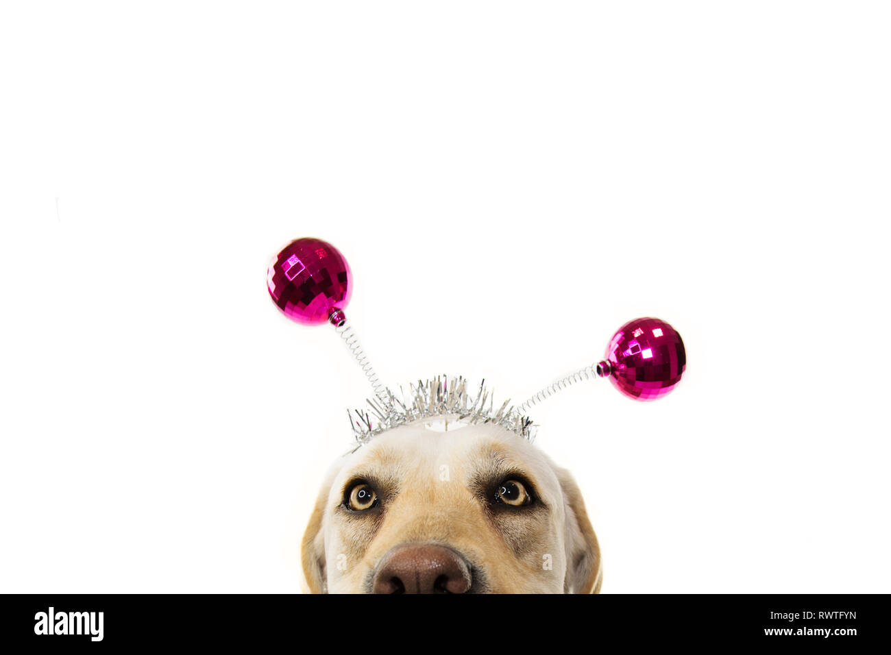 CLOSE-UP divertente festa del cane. Compleanno, per carnevale o per il nuovo anno. Il Labrador con un archetto o diadema con rosa discoteca BOPPERS a sfera come un estraneo. Isolato un colpo Foto Stock