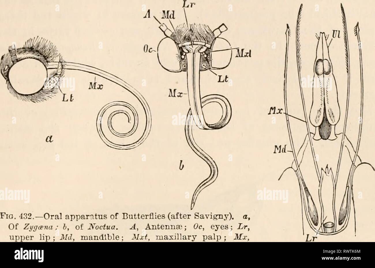 Testo elementare-libro di zoologia, tr elementari di libro di testo di zoologia, tr. e ed. da Adam Sedgwick, con l'assistenza di F. G. Heathcote elementarytextbo01clau Anno: 1892-1893 TIIOEAX. 525 totalmente interrotto, o comunque diventare functionless, è evidente un Fio. 432.-Apparato orale delle Farfalle (dopo Savigny). a, di Zyg&na; b, di Noctua. Una antenna,"; Oc, occhi; Lr, labbro superiore; Md, mandibola; Mxt, mascellare palp; mi, mascella (primo) ; Li, palp labiale, tagliata. che nessuna brusca linea può essere tracciata tra il piercing e aspirazione di forme di somministrazione per via orale apparato (fig. 434). La prossima principale regione o Foto Stock