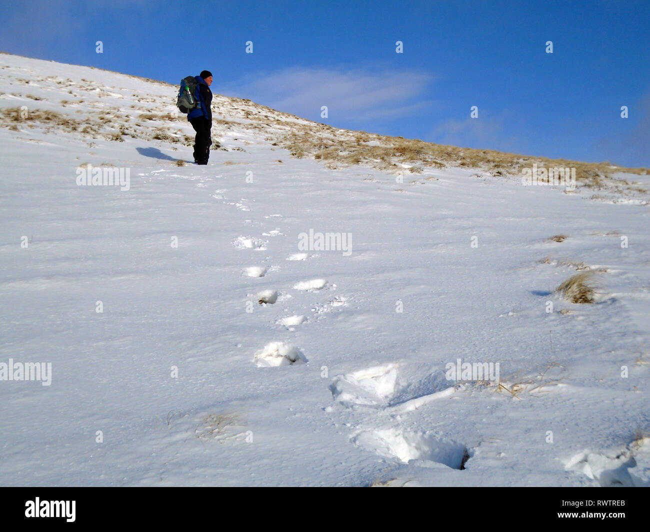 Maschio solitario escursionista in piedi nella neve sul percorso verso la montagna scozzese Corbett Hart cadde, Moffat Dale, Scottish Borders, Scotland, Regno Unito Foto Stock