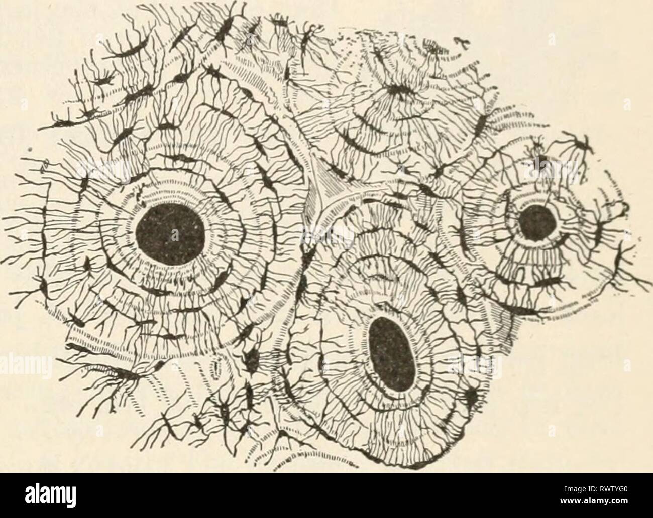 Elementi di biologia; un elementi pratici della biologia; un testo pratico-prenota la correlazione di botanica, zoologia e fisiologia umana elementsofbiolog00hunt Anno: [c1907] Lo scheletro 377 continuamente, sia dall'interno e la superficie esterna dell'osso. Nei primi anni di vita, quando lo scheletro cresce molto rapidamente la parte viva di osso supera le sostanze minerali in essa. Le ossa dei giovani sono spesso abbastanza morbido e flessibile. Molto presto nella vita, quasi tutte le ossa sono formate da un tessuto chiamato cartilagine. Struttura microscopica di osso. -Gristle, il nome comune per il parcheggio delle auto- tilage, è visto sotto il microscopio per Foto Stock