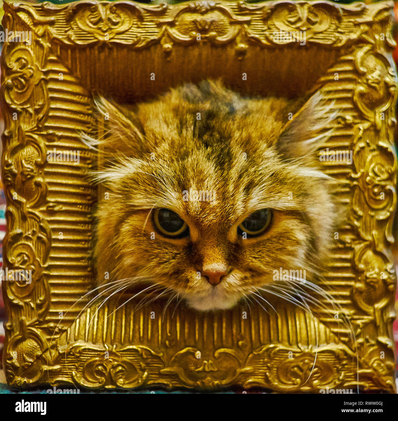 La testa di bella flaffy brown tabby cat con grandi occhi neri nel vintage telaio in legno e decorate con motivi scolpiti e bronzo. Foto Stock