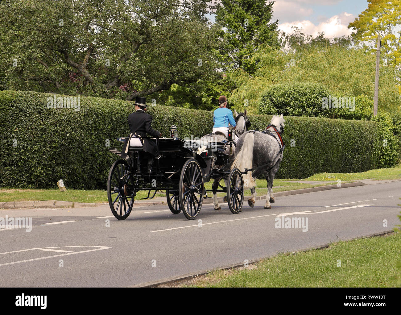 Pony e trappola azionata da due cavalli grigi, lungo un paese di lingua inglese road Foto Stock