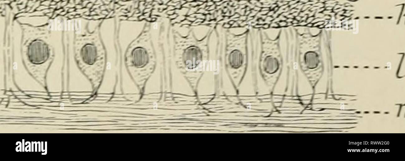 Elementi di istologia (1898) Elementi di istologia elementsofhistol00klei Anno: 1898 ±iJj±ULH SMAlAAl---{ -A 434. La retina (Fig. 269) consiste nel seguire- ing strati, contando dall'interno verso la coroide membrana : - (1) La membrana li- mit ans giornat, wliich è prossima alla membrana hya- loidea del vi- treous corpo; (2) della fibra nervosa strato; (3) lo strato di c(cellule anglion ; (4) interna del gi-un- ular o mole interna- strato cular ; (5) lo strato interno di nuclei; (6) esterna, granulare o molecolare esterno o strato internuclear : (7) lo strato esterno di nuclei; (8) th e m em br a Foto Stock