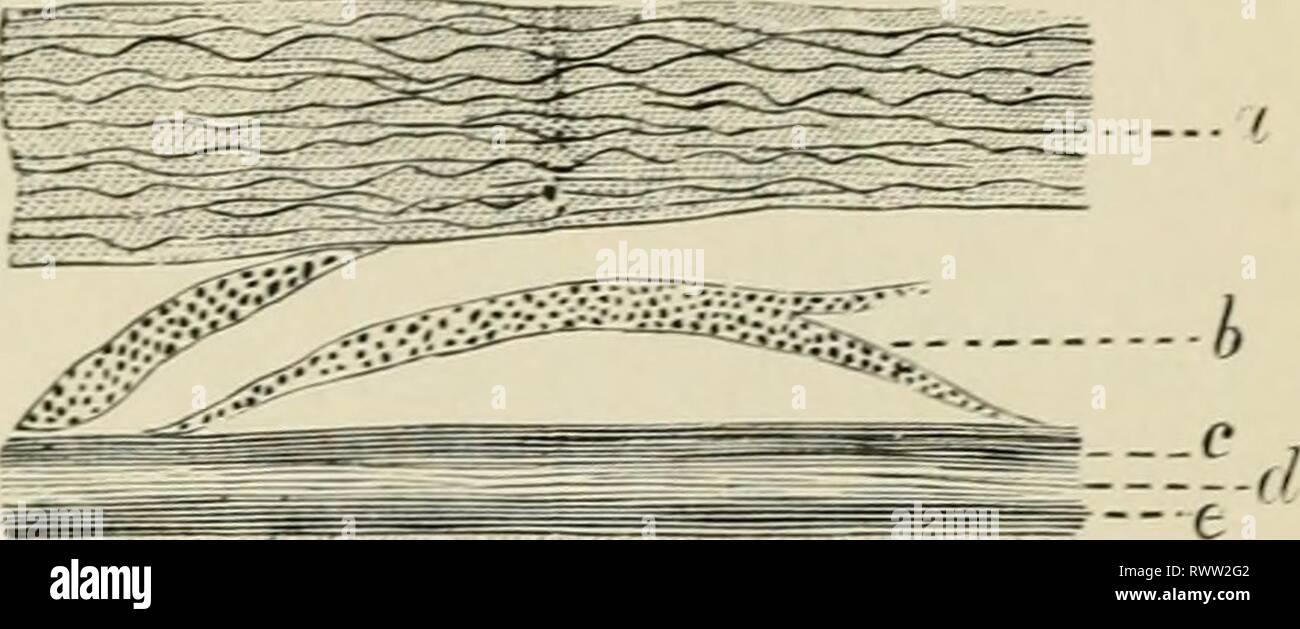 Elementi di istologia (1898) Elementi di istologia elementsofhistol00klei Anno: 1898 445 CAPITOLO XLT. La retina. ±iJj±ULH SMAlAAl---{ -A 434. La retina (Fig. 269) consiste nel seguire- ing strati, contando dall'interno verso la coroide membrana : - (1) La membrana li- mit ans giornat, wliich è prossima alla membrana hya- loidea del vi- treous corpo; (2) della fibra nervosa strato; (3) lo strato di c(cellule anglion ; (4) interna del gi-un- ular o mole interna- strato cular ; (5) lo strato interno di nuclei; (6) esterna, granulare o molecolare esterno o strato internuclear : (7) lo strato di Foto Stock