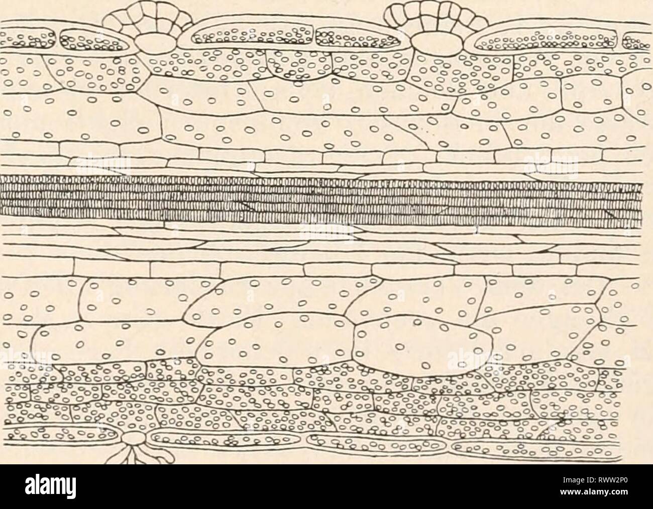 Elektrophysiologie (1895) Elektrophysiologie elektrophysiolog00bied Anno: 1895 Seitenansicht Blattes eines von , die Nervatur darstellend. (Nach F. Kurtz.) Fig. 141. Querschnitt durch die Lamina eines Dionaea- hlattes parallelo den Seitennerven. (Nach F. Kurtz.) m^ Zellen und auf diese folgt schliesslich die epidermide der Blattunter- seite' (F. Kurtz). An der Stelle, wo ein sensibles entspringt Haar, durchbricht das Blattparenchym die epidermide der Blattinnenfläche. Die der epidermide Foto Stock