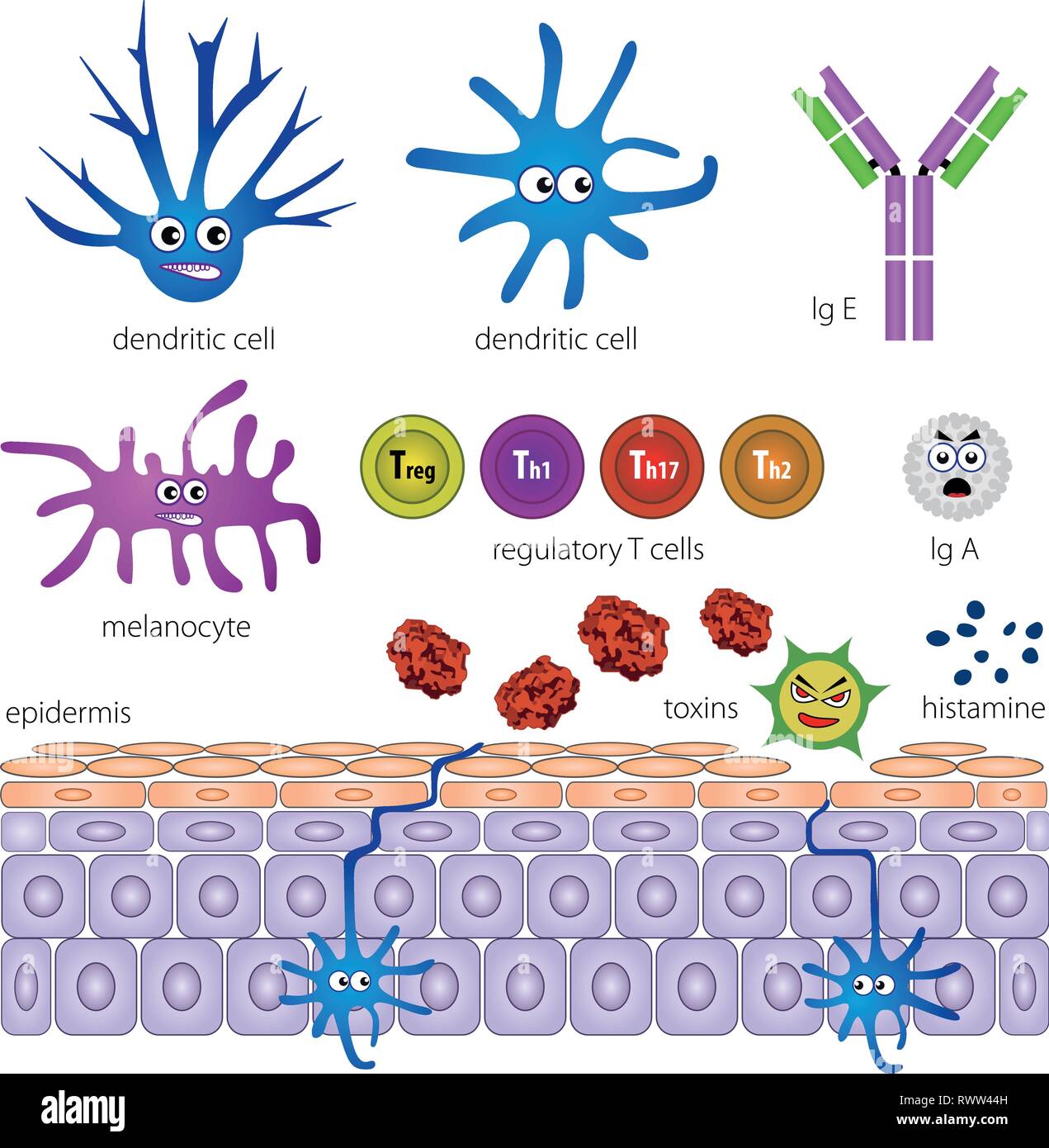 Le cellule dello strato protettivo della pelle. Protezione contro l'infiammazione tossici. Medical illustrazione vettoriale Illustrazione Vettoriale
