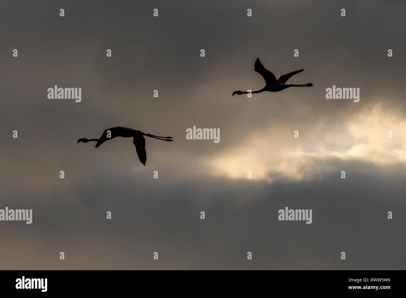 Silhouette di due fenicotteri in volo Foto Stock