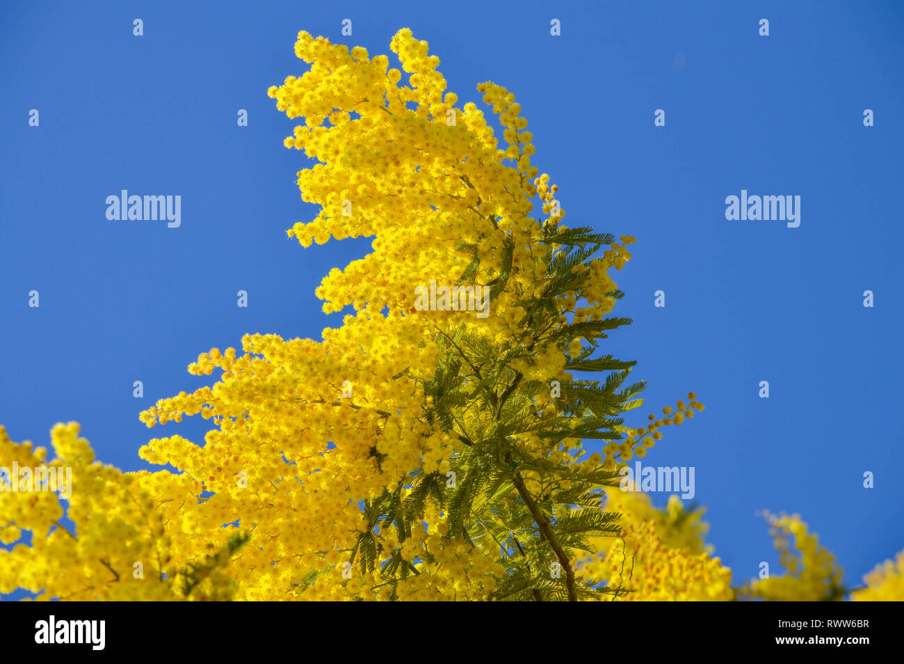 Close-up di Mimosa in fiore, argento bargiglio, Acacia Dealbata Foto Stock