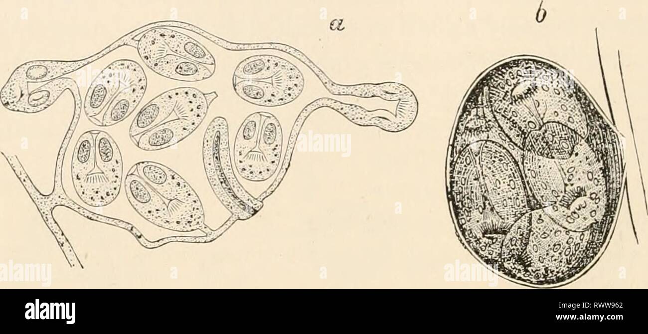 Testo elementare-libro di zoologia (1884) elementare libro di testo di zoologia elementarytextbo0101clau Anno: 1884 332 PLATYHELMINTHES. acqua, e quindi passare il cibo nello stomaco di solito sia erbivori o animali onnivori. Non appena l'uovo membrane vengono digeriti o burst per azione dei succhi dello stomaco del nuovo host, gli embrioni che sono stati così impostato alesaggio libero il loro modo nell'gastrica o intestinale recipienti per mezzo dei loro sei (raramente) quattro ganci, i punti dei quali può essere avvicinato ed allontanato da uno un altro oltre la periferia del piccolo globulare corpo embrionale. Foto Stock Testo elementare-libro di zoologia (1884) elementare libro di testo di zoologia elementarytextbo0101clau Anno: 1884 332 PLATYHELMINTHES. acqua, e quindi passare il cibo nello stomaco di solito sia erbivori o animali onnivori. Non appena l'uovo membrane vengono digeriti o burst per azione dei succhi dello stomaco del nuovo host, gli embrioni che sono stati così impostato alesaggio libero il loro modo nell'gastrica o intestinale recipienti per mezzo dei loro sei (raramente) quattro ganci, i punti dei quali può essere avvicinato ed allontanato da uno un altro oltre la periferia del piccolo globulare corpo embrionale. Foto Stock