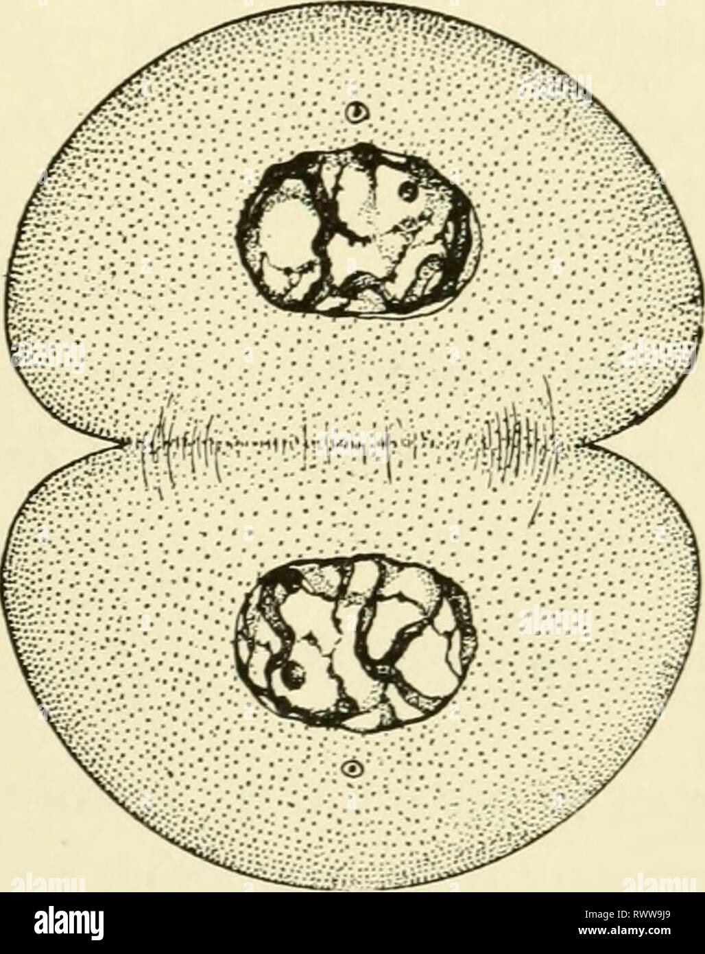 Elementi di biologia, con speciali elementi di biologia, con particolare riferimento al loro ruolo nella vita degli animali elementsofbiolog00buch Anno: 1933 eredità 311 200). Ogni cella contiene ora adiacente all'centrosome il 5 numero di p e m di cromosomi. Il telophase è un periodo di ricostruzione nucleare. La membrana nucleare viene visualizzato e al suo interno i cromosomi perdono la loro distinzione, la cromatina diventando di nuovo un spireme, quindi scattering e rimanendo così fino a quando il prophase della prossima la mitosi. È stato trovato che in aggiunta ai fenomeni nucleari che caratterizzano cellulare mitotica di Foto Stock