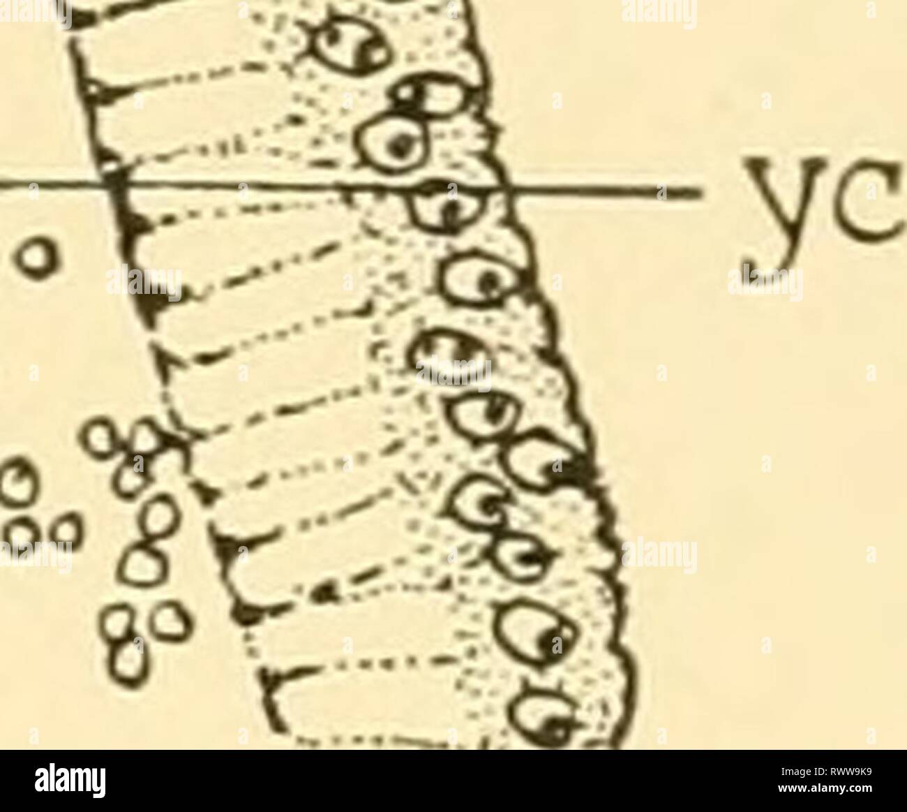 Embriologia di insetti e myriapods; embriologia di insetti e myriapods; la storia evolutiva degli insetti, millepiedi e millepedes da uovo desposition [!] alla schiusa embryologyofinse00joha Anno: 1941 ••©1-9'' Fig. 278.-API. Sezione sagittale della estremità anteriore di uovo. (Dr) striscia dorsale, (GH) banda di germe, (j/c) tuorlo cell. Foto Stock