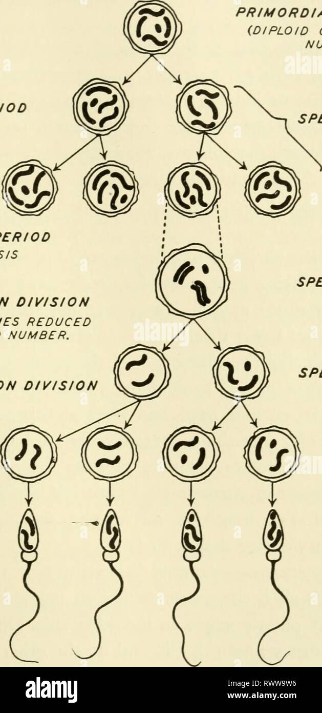 Elementi di biologia, con speciali elementi di biologia, con particolare riferimento al loro ruolo nella vita degli animali elementsofbiolog00buch Anno: 1933 eredità 313 spermatozoi una genesi periodo di divisione di periodo di crescita SYNAPSIS IsT DIVISIONE DI MATURAZIONE cromosomi ridotto al numero aploide. ^N DIVISIONE maturazione di cellule germinali primordiali {diploide numero di cromosoma) Gli spermatogoni SPERMATOCYTE 1 SPERMATOCYTE H SPERMATIDI SPERMATOZOI UN TOZOA FiG, 201.-Schema della maturazione degli spermatozoi. Nota i due tipi di spermi, uno con e uno senza un cromosoma X. Uno di ciascun tipo viene introdotto nella Fig. 203. Fo Foto Stock