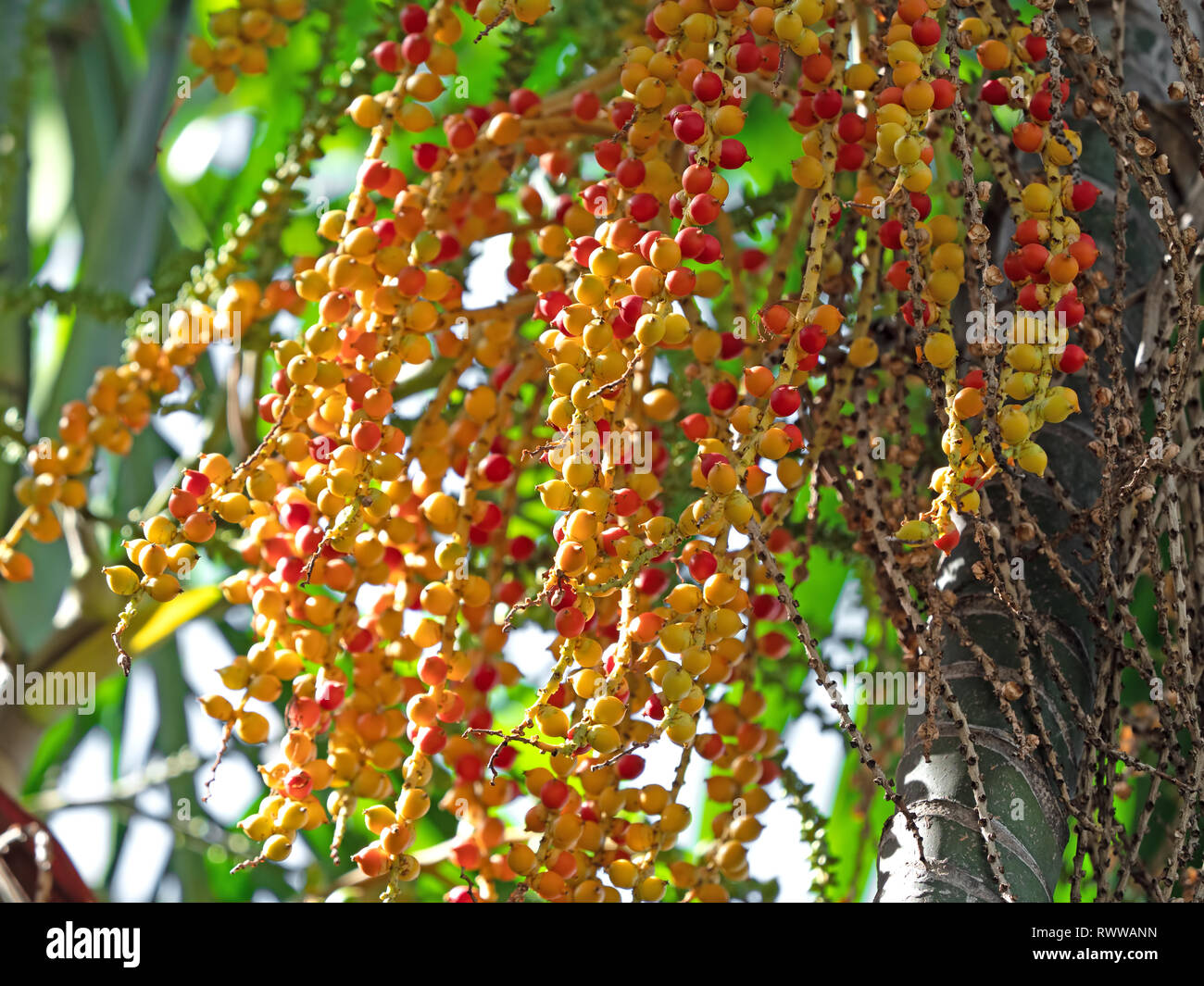 Closeup Macarthur semi di palma isolata su sfondo, il Fuoco selettivo Foto Stock
