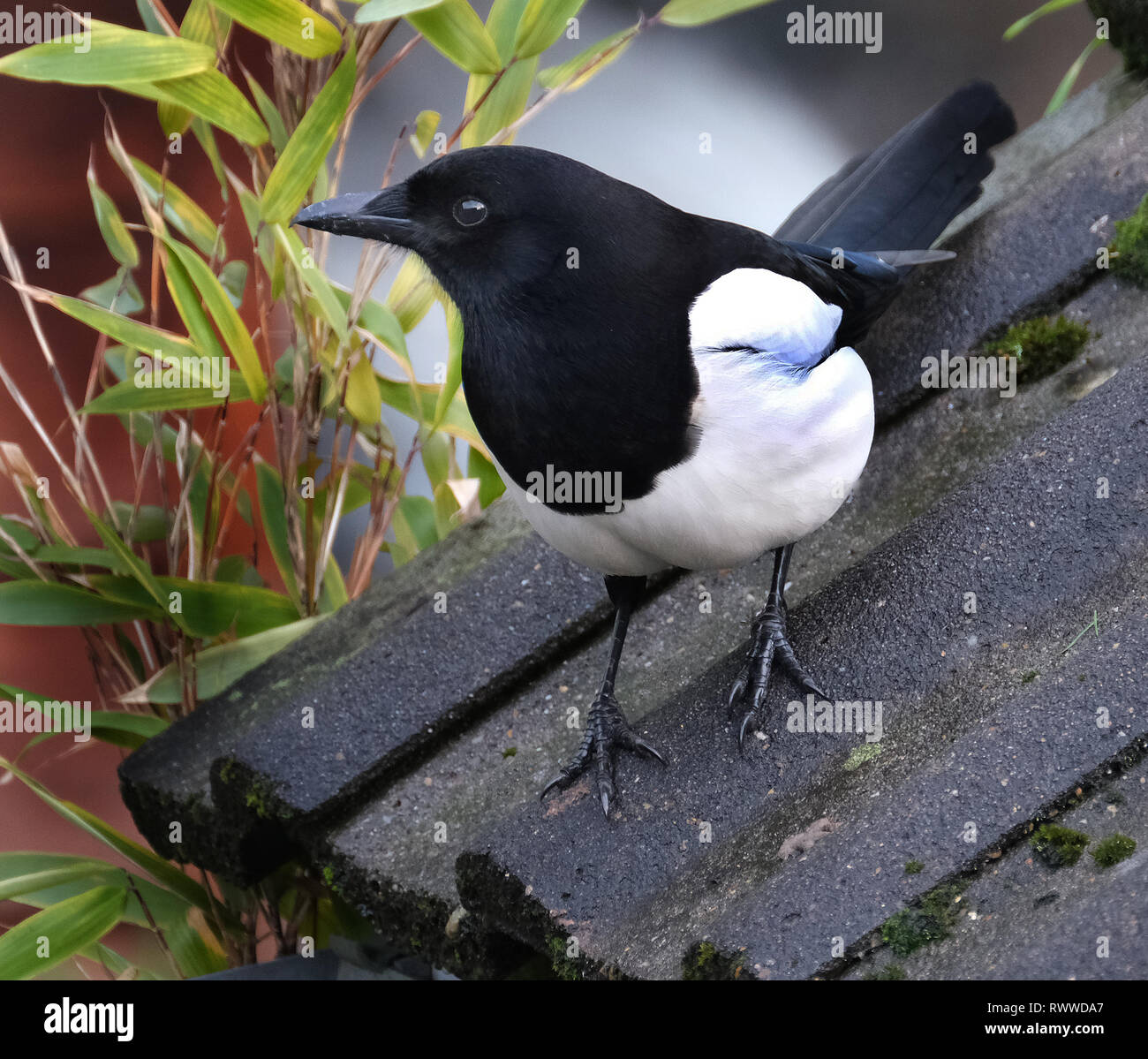 Gazza alla ricerca di cibo in inverno in casa Urban garden. Foto Stock