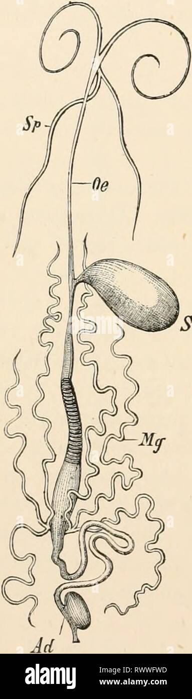 Testo elementare-libro di zoologia (1884) elementare libro di testo di zoologia elementarytextbo0101clau Anno: 1884 410 ARTHROPODA. Gli organi ed è distribuito in modo irregolare dal muoversi- zioni delle diverse parti del corpo. Non unfrequently (Ac/itheres e Cyclops] la circolazione è effettuata mediante il ripetuto regolarmente i movimenti di taluni organi (intestino, vibratile piastre, ecc.); in altri casi, un breve saccular cuore è presente dorsalmente sopra l'intestino; o un lungo tubo vascolare (il vaso dorsale], diviso in camere, serve come un organo di propulsione. Da questo, navi (arteri Foto Stock