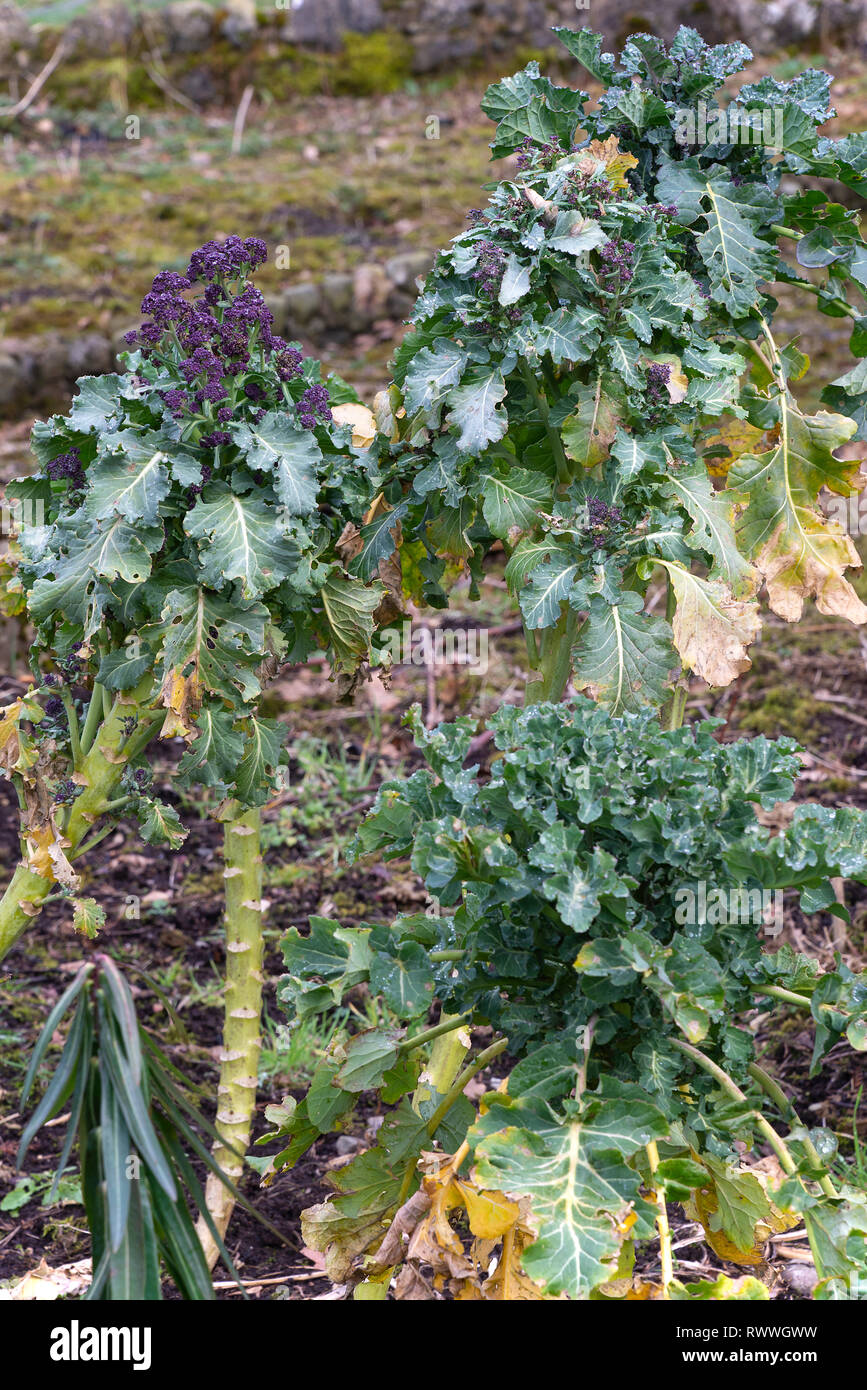 Il vegetale viola broccoletti in crescita in un giardino vicino a Carnforth Lancashire England Regno Unito Regno Unito Foto Stock