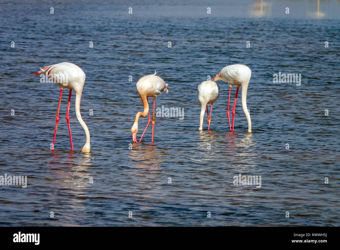 Fenicotteri rosa alimentando in acque poco profonde, il delta del fiume Ebro riserva naturale vicino a Amposta, Catalunya, Spagna Foto Stock