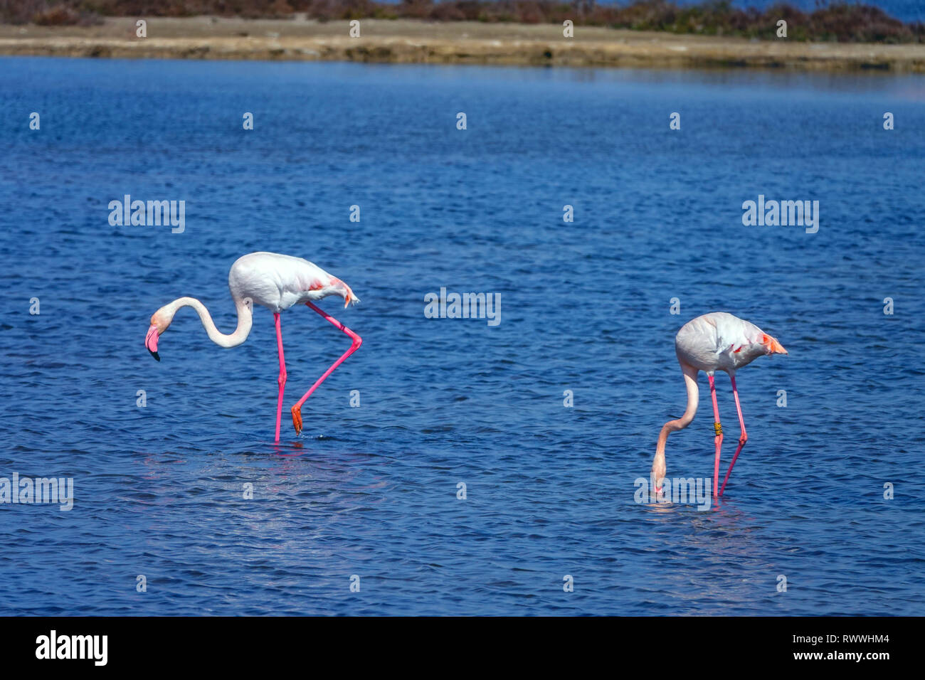 Fenicotteri rosa alimentando in acque poco profonde, il delta del fiume Ebro riserva naturale vicino a Amposta, Catalunya, Spagna Foto Stock