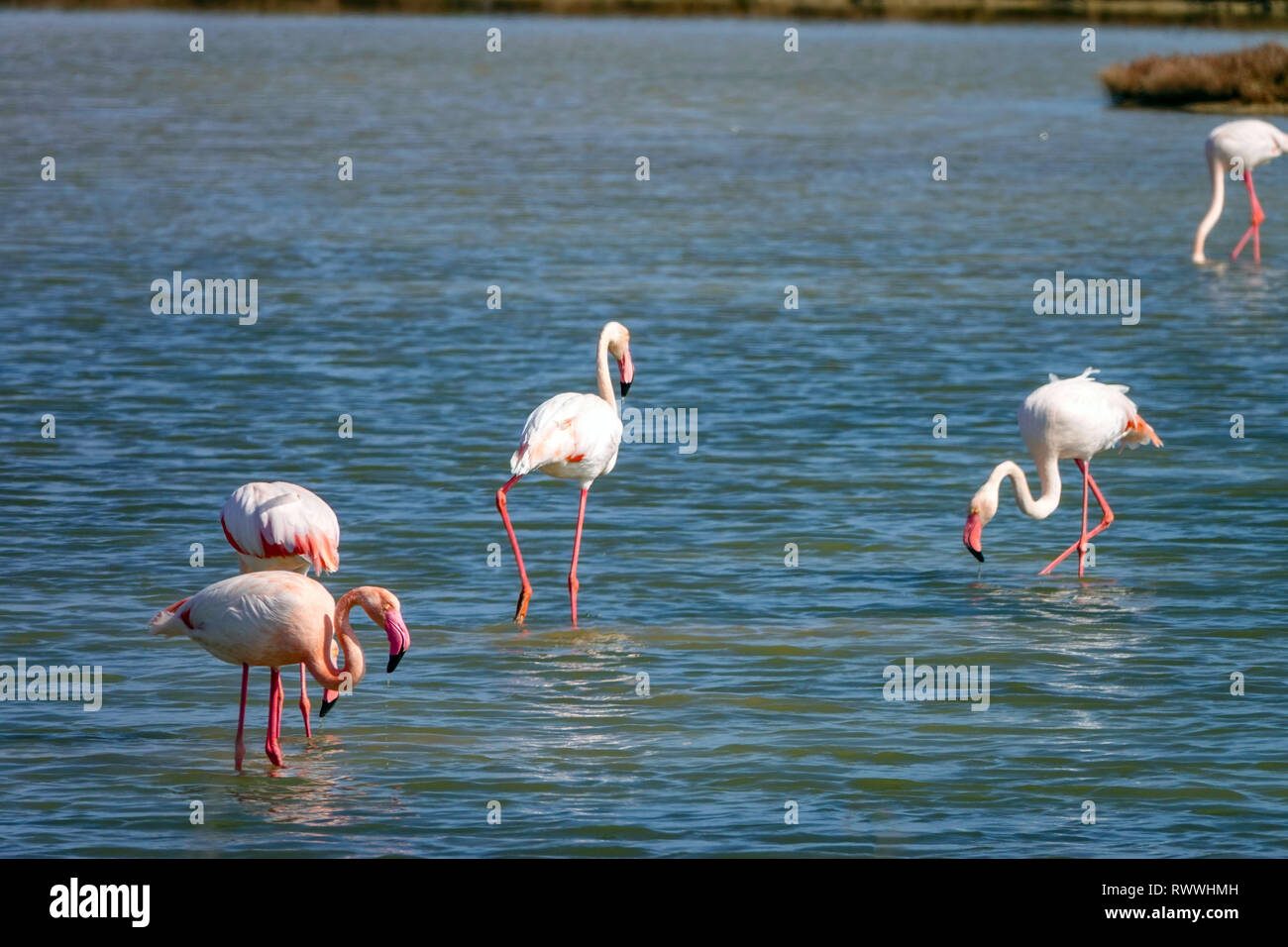 Fenicotteri rosa alimentando in acque poco profonde, il delta del fiume Ebro riserva naturale vicino a Amposta, Catalunya, Spagna Foto Stock