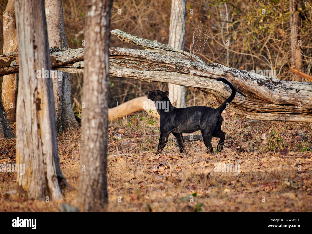 Il fantomatico Black Panther, melanistic indiano, leopard (Panthera pardus fusca), Kabini, Nagarhole Riserva della Tigre, Karnataka, India Foto Stock