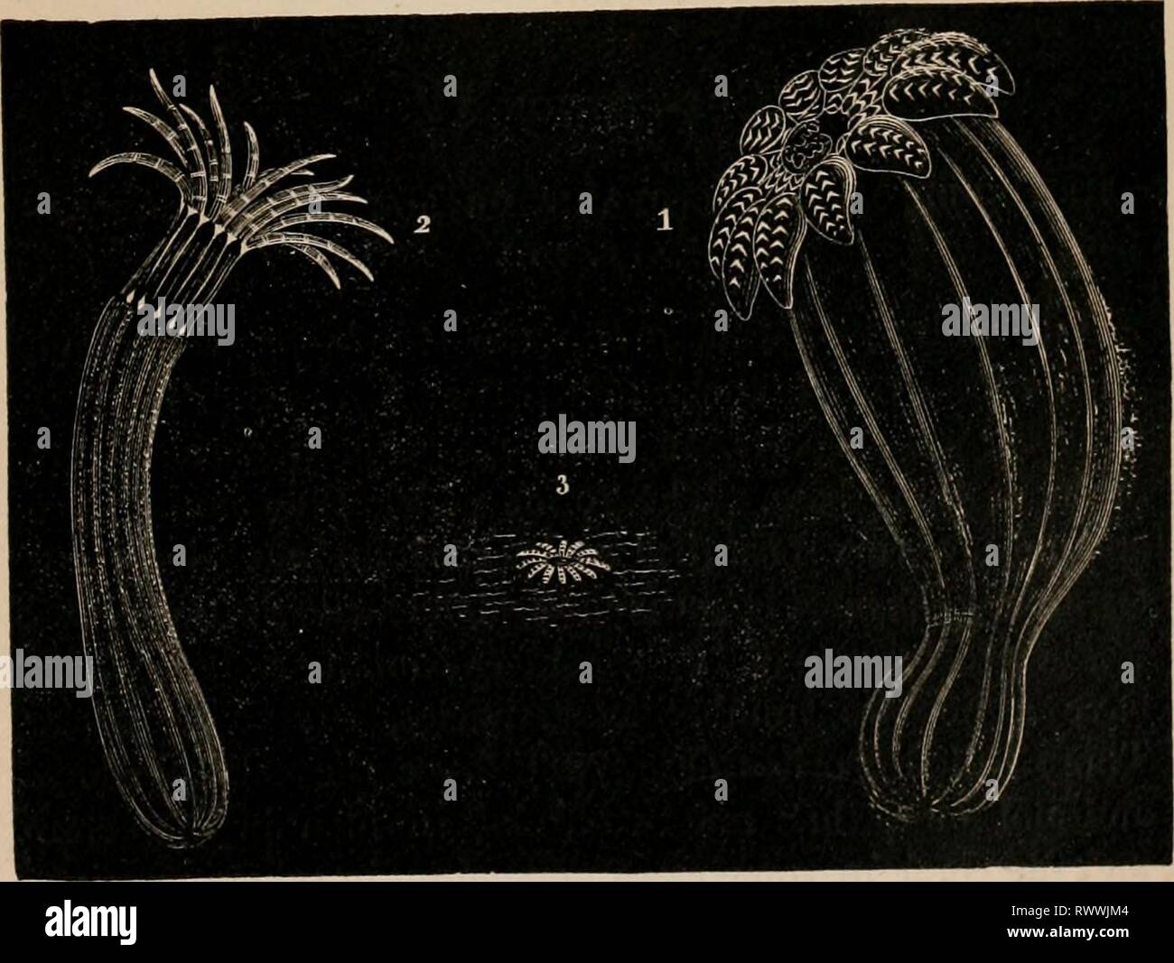 Elementi di zoölogy un elementi di zoölogy : un libro di testo elementsofzolo00tenn Anno: c1875 Actinia o Sea-Anemone, Metridium marginatum, Milne-Edwards.-c, chiuso; o, opeu- iug; e, espansa. FIG. 721. Actinia o Sea-Anemones che vivono nella sabbia e spesso sono distaccati. 1. reachia hastata, Gosse.-2. Edwarteia calUmorpha. O.-3. Hnlocampa chr.jtanlhcl- lum, D.-l'ultimo per lo più sepolti ui il sund. Foto Stock