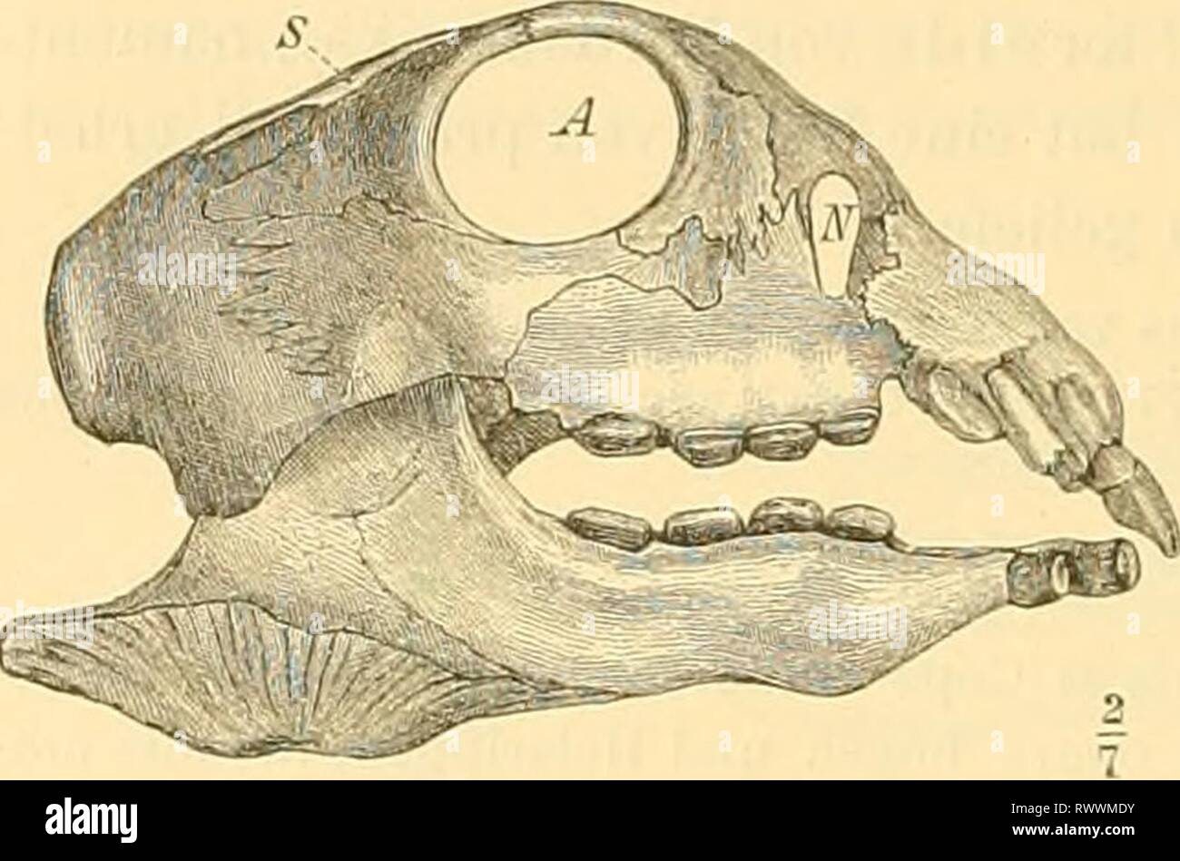 Elemente der paläontologie bearbeitet (1890) Elemente der palÃ¤ontologie bearbeitet elementederpal00stei Anno: 1890 630 'â Tliierieich. Â X. vertebrata. Â 5. Klasse; Sauropsitla. Testiulinata. Placodus Ag. (Fig. 774 u. 775] im deutschen Muschelkalk. P. gigas Ag. Weit verbreitet Muschelkalk im. P. hypsiceps H. V. Meyer (Fig. 774) und P, Andriani .lnstr. (Fig. 775) im- Muschel kalk bei Bayreuth. Fig. 774. Placodus hi/psiccfs H. V. M. Musclielkalk bei Bayreuth. SchÃ¤del von der Seite. A = Augen- hÃ¶hle; N = NasenhÃ¶hle; .S' = SehlÃ¤feuhohle. (Der Unterkiefer ist einer dem anderen arte entspre Foto Stock