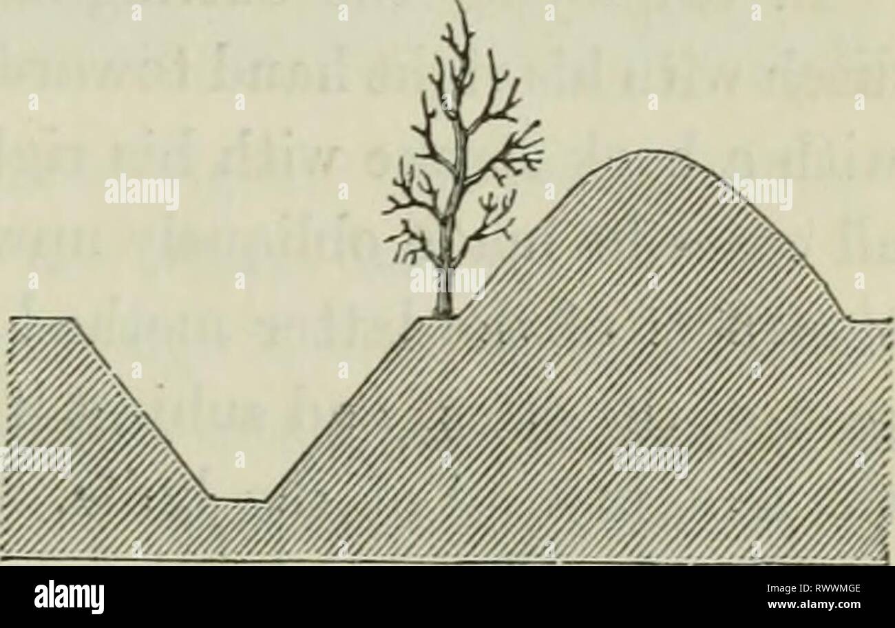 Elementi di agricoltura pratica; comprendere elementi di agricoltura pratica; comprensione della coltivazione di piante, l'allevamento di animali domestici, e l'economia dell'azienda elementsofpracti00lowd Anno: 1838 recinzioni. G41 essere effettuata in qualsiasi periodo dell'anno, quando le erbacce sono crescere- ing ; ma quando i recinti sono giovani, è una buona regola per formare il funzionamento prima la zizzania luogo in estate tra i ramoscelli di spine. Le malerbe che infestano le siepi sono erbe di tipi differenti, di cui la più problematica e difficile da estirpare è il lettino-erba. Altre piante, come dock Foto Stock