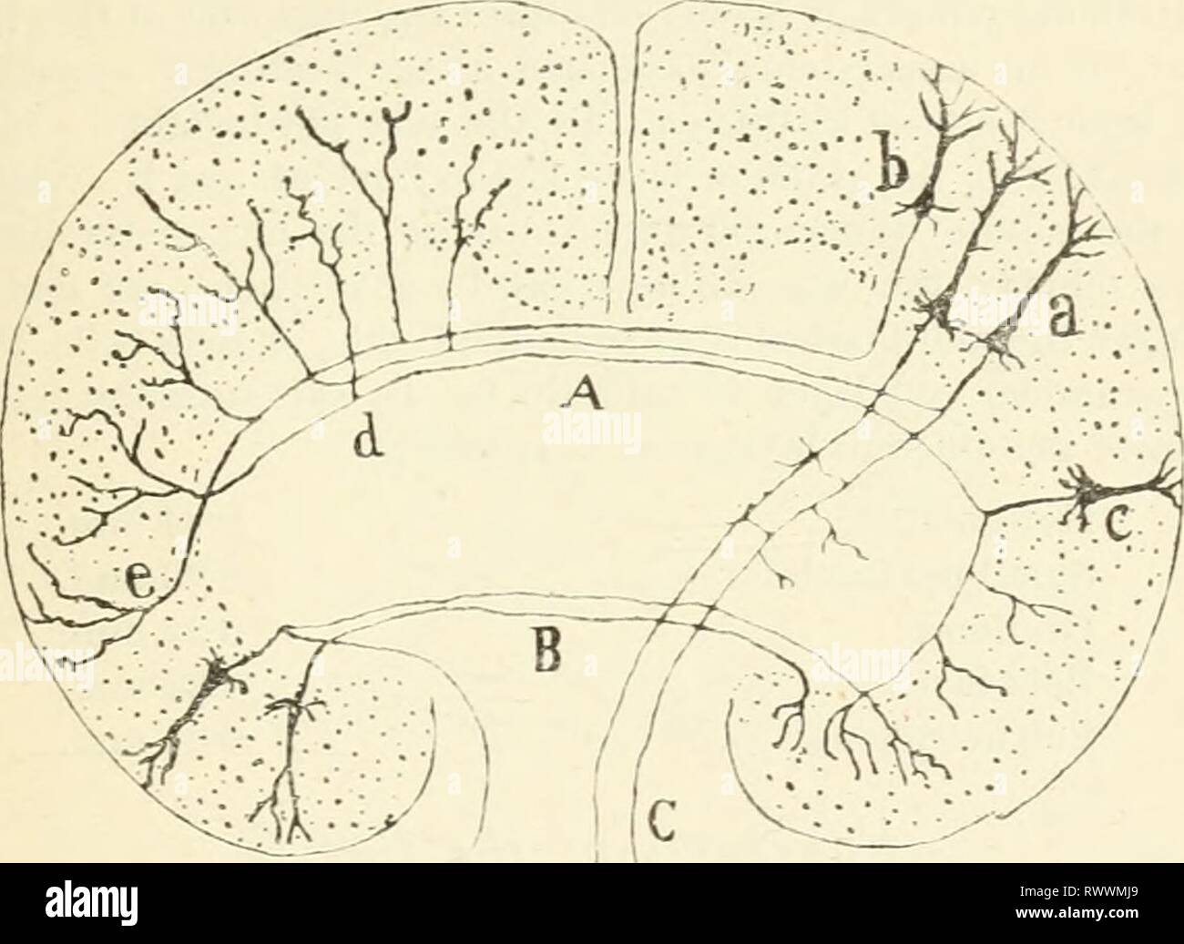 Elementi di fisiologia umana (1907) Elementi di fisiologia umana elementsofhumanp05star Anno: 1907 IL CERVELLO 655 strato. Al di sotto di questo, nella corteccia motoria, è uno strato di grande piramidale o Betz cellule, mentre più profondo di tutti è il "poli- morphous ' strato composto da molti tipi di cellule normali cellule piramidali, cellule piramidali con la base e axon tm-ned verso la superficie (cellule del metodo Martinotti), * apparato di Golgi delle celle con una ramificazione liberamente axon che termina in adiacenza della materia grigia. Tra il nervo-fibre passanti tra la sostanza grigia e la sostanza bianca, quattro tipi (Fig. 300) possono essere distinte in: Foto Stock