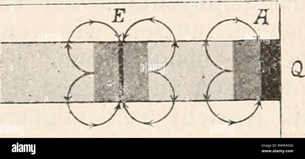 Elektrophysiologie (1895) Elektrophysiologie elektrophysiolog00bied Anno: 1895 Die elektromotorischen Wirkungen der Nerven. 731 wissen Jonen beladen, gleichsam als ob sie durch einen von aussen zugeführten Strom polarisirt worden wären'. Es wurde schon un anderer Stelle bemerkt, dass Bernstein auf Grund dieser "elek- trochemischen Molekulartheorie' alle galvanischen Erschei- nungen un Muskeln und Nerven zu erklären bestrebt ist. Es darf aber füglich bezweifelt werden, ob derartige weitgehende und detaillirte Speculationen über Molekularstructur und den Aufbau der lebenden Substanzen besser ge Foto Stock