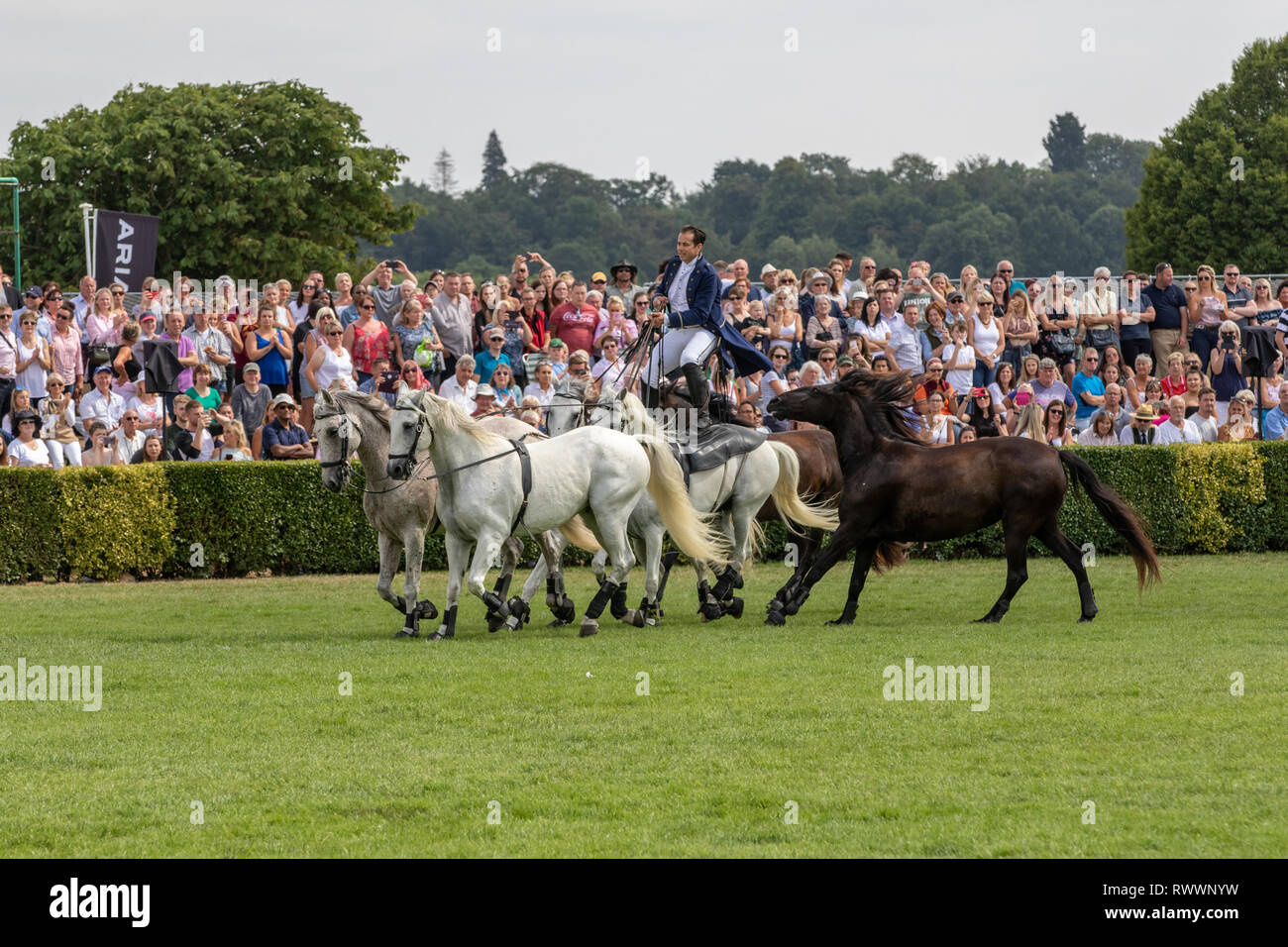 Harrogate, North Yorkshire, Regno Unito - Luglio 12th, 2018: francese allenatore di cavalli Lorenzo eseguendo con i suoi cavalli al grande Yorkshire Visualizza il 12 luglio 201 Foto Stock