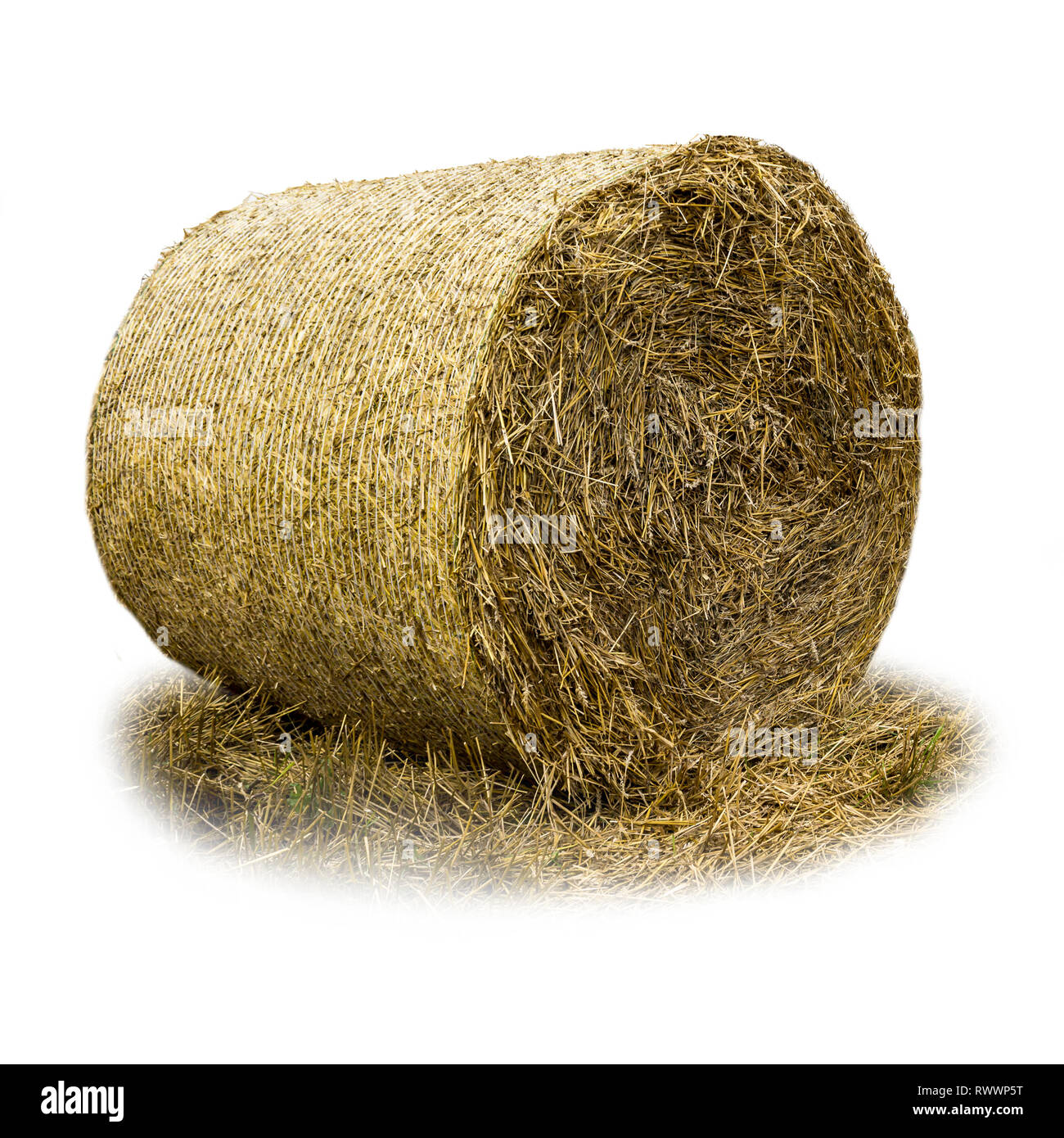 Rotoballa di paglia coperti con mesh .paglia è largamente utilizzato per il materiale organico per lettiere animali su un caseificio. Foto isolate . Foto Stock