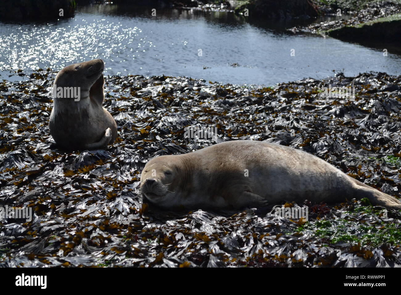 Due guarnizioni di tenuta che stabilisce su alga al sole su Filey Brigg. North Yorkshire. Inghilterra Foto Stock