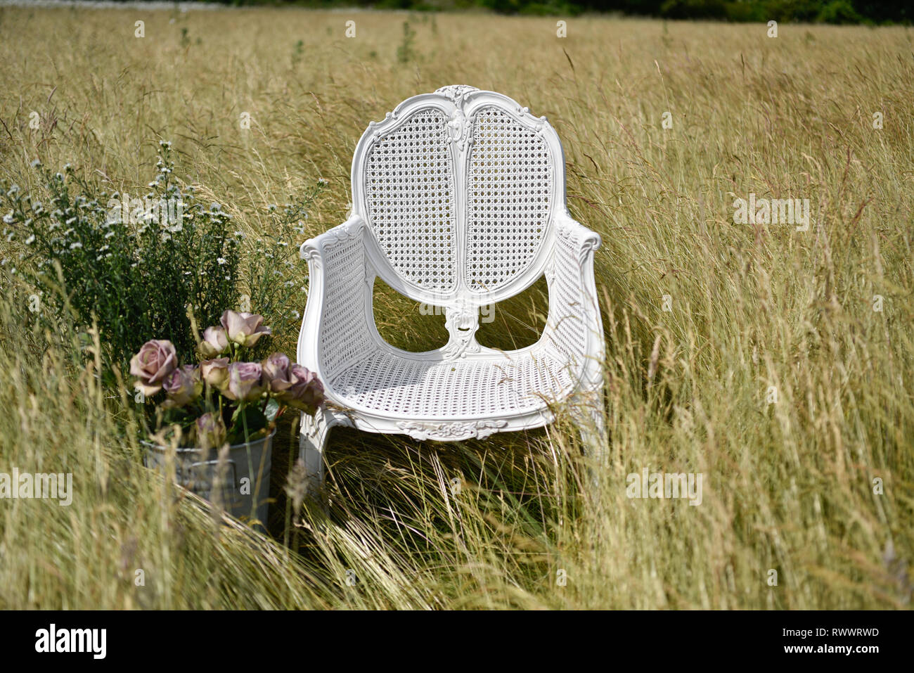 Un antico francese sedia di canna si siede da solo in un campo di margherite e di erba ed è circondata da fiori in estate Foto Stock