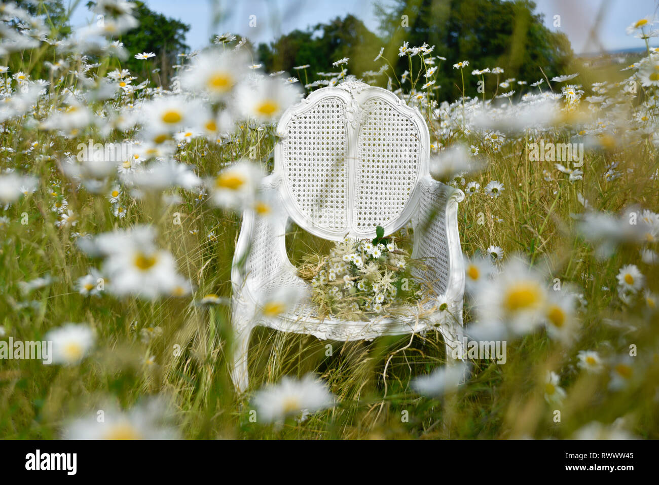 Un antico francese sedia di canna si siede da solo in un campo di  margherite e di erba ed è circondata da fiori in estate Foto stock - Alamy