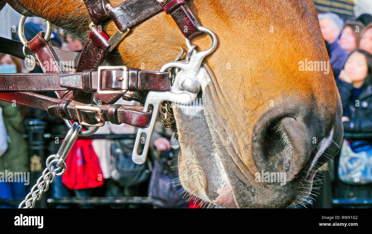 La faccia di cavalli e le cinghie attorno ad esso. Il cavallo è inoltre predisposta per la cerimonia Foto Stock