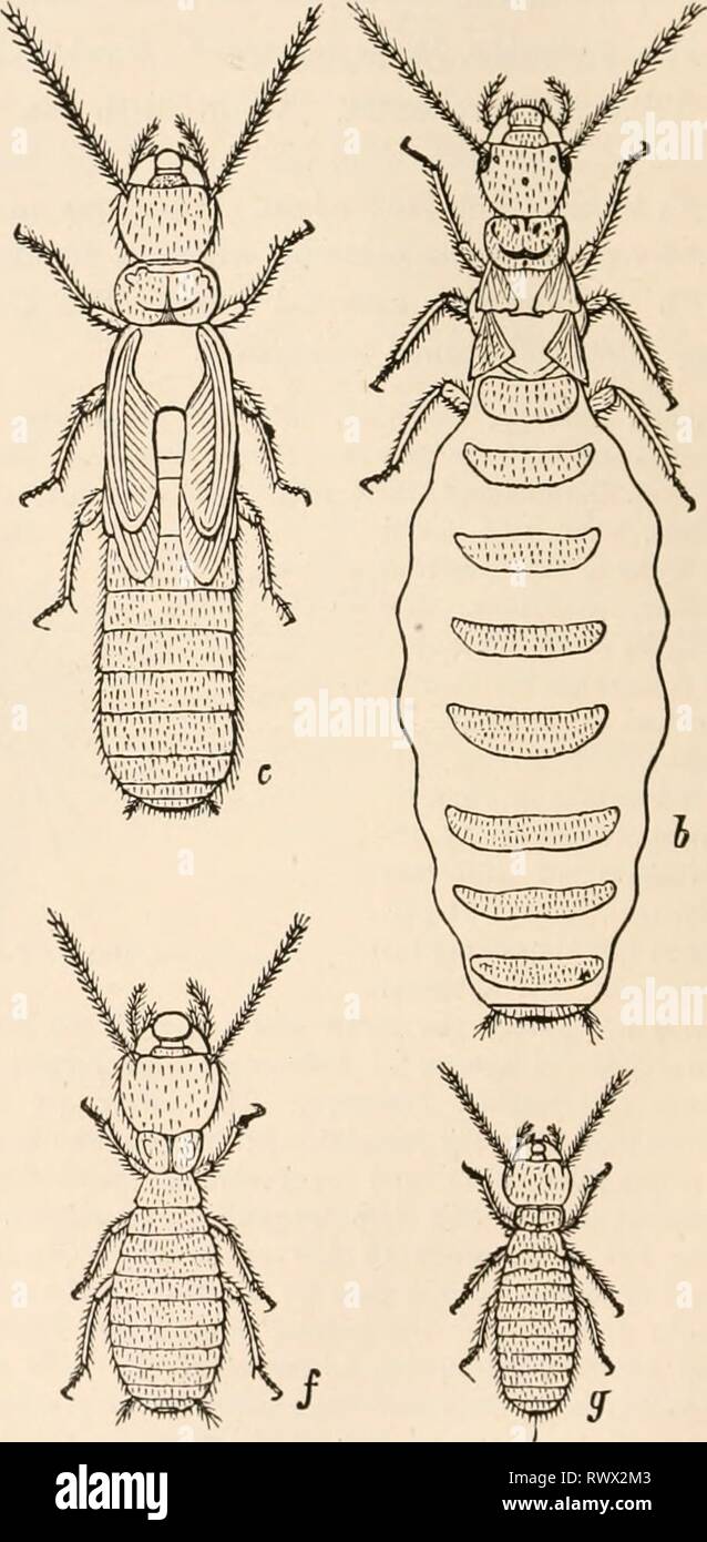 Testo elementare-libro di zoologia, tr elementari di libro di testo di zoologia, tr. e ed. da Adam Sedgwick, con l'assistenza di F. G. Heathcote elementarytextbo01clau Anno: 1892-1893, fir. 481.-6, Presn mt femmina (queen) di Tcrmc* ludfugits. r, Pupa, se, Pupa della seconda forma, f, soldato, f, lavoratore. , Larva. (Dopo Ch. Leslies). La struttura ad albero, essi formano la cosiddetta struttura sferica-nidi. Ci sono anche i nidi che sono attaccati agli alberi da esterno, e l'arco costruito da terra o argilla. Altre specie di Eutermts fanno i loro nidi nei fori della terra sotto le radici delle palme. Alcuni, come AnojilotermeK /inri Foto Stock