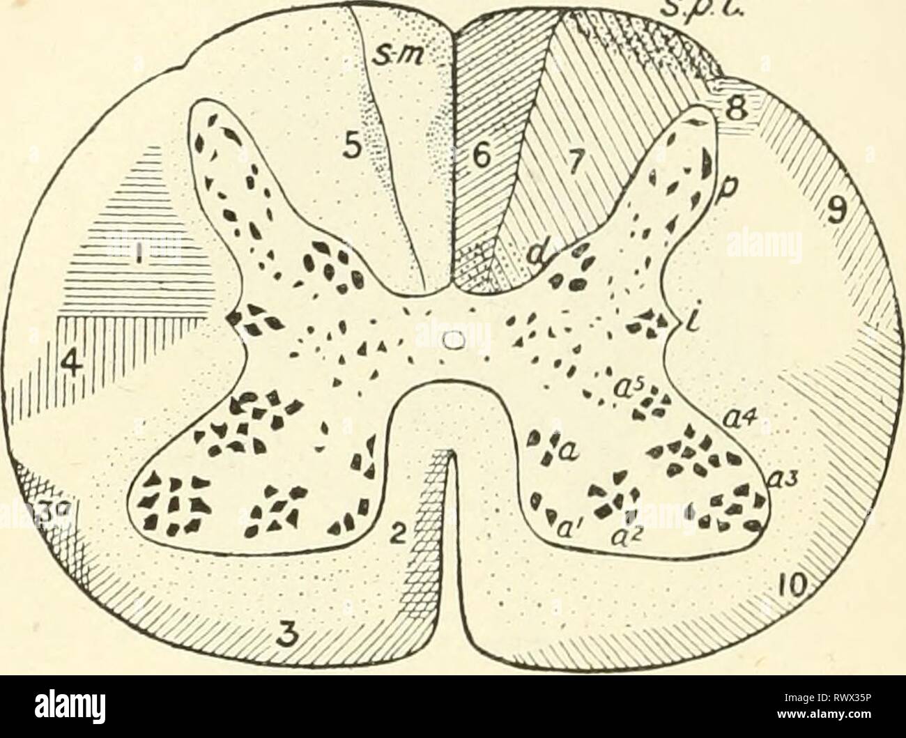 Elementi di fisiologia umana (1907) Elementi di fisiologia umana elementsofhumanp05star Anno: 1907 600 fisiologia ventralmente a tratti piramidale vi è un abbastanza compatto gruppo di fibre che degenerano verso il basso. Questo è noto come il pre-piramidale o rubro- tratto spinale, poiché le sue fibre possono essere fatti risalire fino alle cellule del nucleo rosso, una massa di materia grigia nella metà del cervello situata ventralmente al nucleo del terzo nervo. Ci sono anche alcune fibre sparse in antero-laterale colonna, che degenerano in direzione verso il basso. Questi erano precedentemente supposto di essere derivate dal Foto Stock