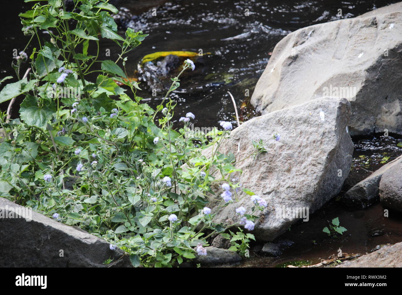 L'atmosfera di una foresta pluviale tropicale vicino al mio villaggio dove una volta vivevo Foto Stock