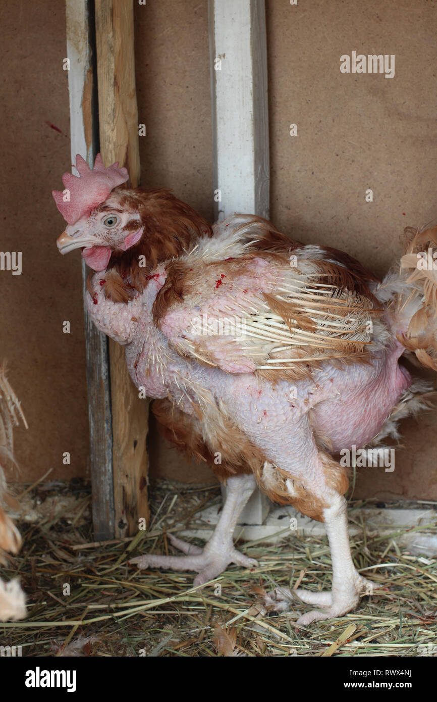 Malattia di un pollo è una malattia infettiva di piume spellato in azienda Foto Stock